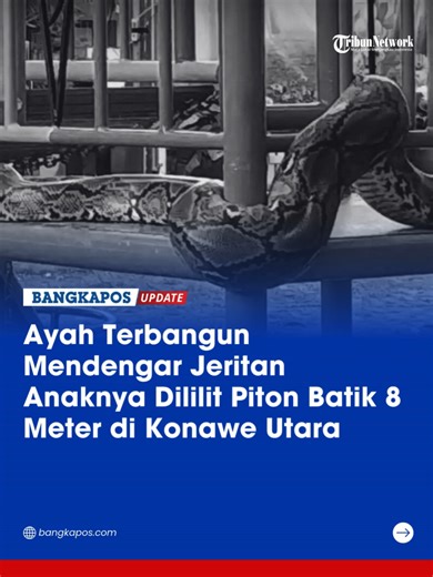 Ayah Selamatkan Anak dari Serangan Ular Sanca Batik