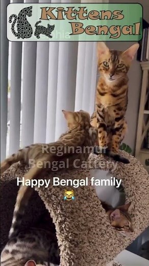 Happy Bengal family | Reginamur Bengal Cat’s Cattery | Bengal Kittens for sale