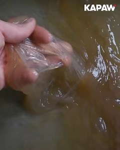 1.1M views · 10K reactions | MakeGrowLab hat eine nachhaltige Alternatike zu Plastik entwickelt womit man zum Beispiel Lebensmittel verpacken kann. 朗 | Kapaw | Facebook