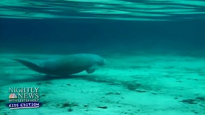 Did you know the manatee's closest living relative is the elephant? In honor of Manatee Appreciation Day on March 29th, Anne Thompson tells us all about these gentle giants. Watch more #NightlyKids: https://youtu.be/66JbyFd5WtI | NBC Nightly News with Tom Llamas