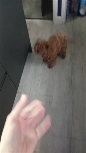 pulse_fire (@pulse__fire)’s videos with original sound - pulse_fire