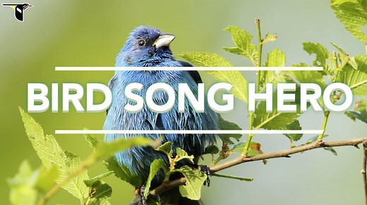 Bird Song Hero, An Interactive Game That Teaches Users How to Recognize Bird Songs