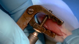 Isolating Motor Units in Rat Gastrocnemius Mu - JoVE Journal