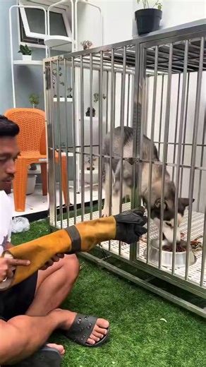 Una persona intentó entrenar a un lobo siberiano y decidió acariciarlo mientras comía para crear un vínculo con él.El comportamiento del lobo agresivo cambió instantáneamente cuando apareció el perro alfa de la manada.