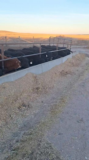 The research shows providing confinement nursing calves a creep gate to get their own diet results in pounds ahead through finishing. We aren't set up for that so the next best thing is to feed them about 70 days after weaning to even them up before they are sold. We aren't a month in yet and they are already starting to be more uniform. | Wilke Custom Finished Beef