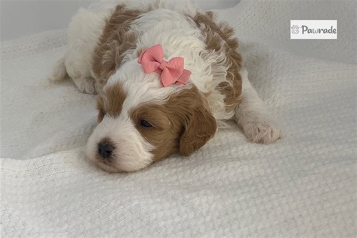 Samara - Cavapoo Puppy B1FF89