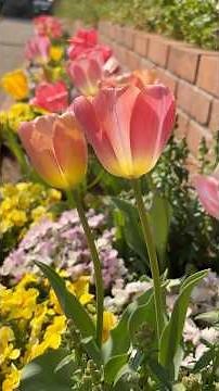 【Tulip】#イースター装飾 がかわいい四季の香 ローズガーデン #flowers #tulip #spring
