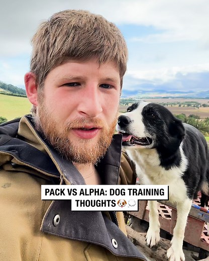 Pack vs Alpha Dog Training Thoughts 💭🐶 | Sean The Sheepman