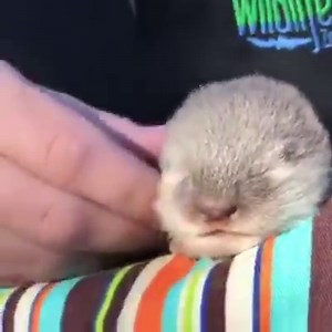 Baby Otter 101 with Wildlife World Zoo, Aquarium & Safari Park 󾌧 | 12News