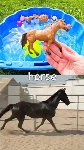 Learn Animal Names for Babies Toddlers Kids: Parrot Koala Horse Wombat Budgerigar