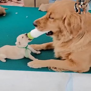 567K views · 10K reactions | Help wife take care of children  | Baby Daily Life | Facebook