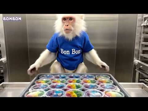 Bon Bon the Monkey Makes Rainbow Jelly Candies and Delivers Them to Big City Supermarkets