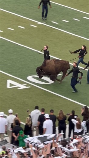 Colorado mascot Ralphie VII makes epic 80-yard run before Weber State football game