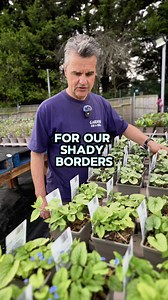 Brighten up your shade garden with Brunnera! 🌿✨ This perennial is a must-have for any gardener looking to add a splash of elegance to their shaded spaces. With heart-shaped leaves and tiny, sky-blue flowers, it creates a serene woodland vibe. Let’s turn those shaded spots into a magical retreat! 🌼💚 #GardenMagic #shadegarden #brunnera | Garden on a Roll