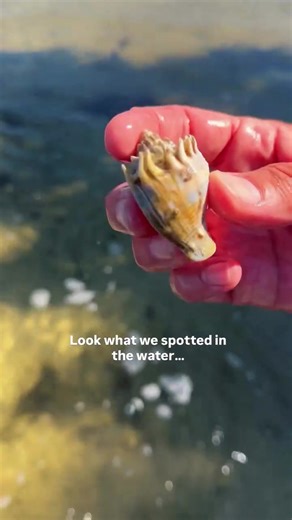 Found the house… but the owner had already moved out 🐚 We spotted a crown conch shell beneath our clear kayak with no snail inside 🐌Crown conchs are large marine snails that live along Florida’s coast, using their strong foot to move across the seafloor and hunt other mollusks. When they die, the shell doesn’t stay empty for long. Hermit crabs and often move in, turning the shell into their new home. It’s a small reminder that in coastal ecosystems, even an “empty” shell is still important par