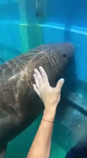 Waterslide into pool full of giant fish #funny #memes