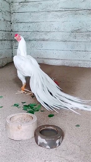 Parrot beak aseel murga... #song #remix #aseelmurga