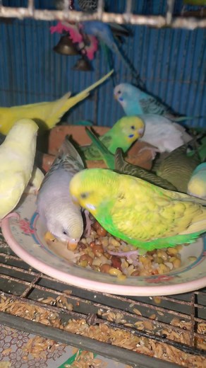 108K views · 2.2K reactions | Budgie chicks  || বাজারিগার পাখি #budgie #budgerigar #budgerigarbird #bajrika #birdsolution #birdslover #birdlife #বাজরিগার #বাজরিগার_পাখির_বাচ্চা #bajrikapakhi | Bird Solution | Facebook