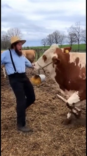 361K views · 2.6K reactions | Amish Man Feeding Cow went wrong  #amishtiktok #amishbuilt #amish #amishcountry #amishlife | Amish Talk | Facebook