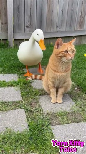 The Fake Monster Shadow vs The Loud Quack Counterattack 😂🐱🦆