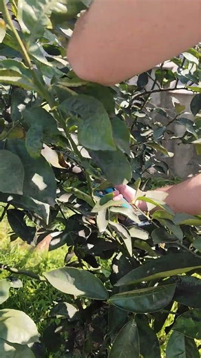 Pruning lemon tree, variety Meyer #pruning #lemontree #spring