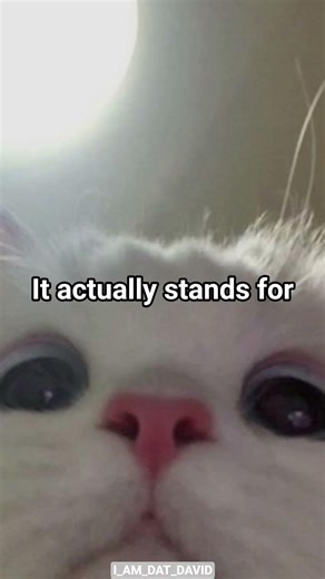 Donuts #cat #funny #catmeme #catphoto #memes #fypシ #fypシ゚viral #fyp #I_AM_DAT_DAVID #fy