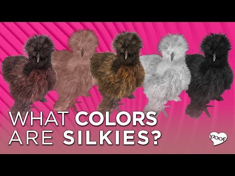 WHAT COLORS ARE SILKIES? (video examples & educated guesses)