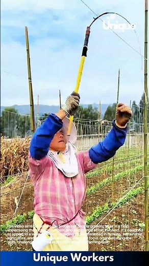 Growing peas: a day in the life of a pea farmer