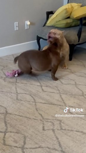 The 1st ever micro American bully who body slams a much bigger pocket bully during playtime is redefining what it means to be “fully functional” 😅😂 We call her Brewed Up “Granita” 🔥 Disclaimer** no bully was harmed in the making of this video. *** What’s life without bullies like them? We love our special dogs so much!! They make our house a home and so much more fun! #americanbully #microbully #brewedup #fyp #pocketbullies #dogsplaying