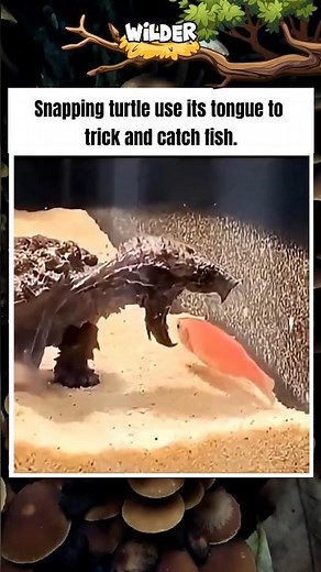 Snapping Turtle Catch A Fish With It's Tongue