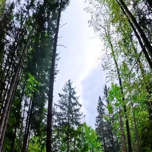Building a Bushcraft Log Cabin for Survival | Catch & Cook From Start to Finish 🪵🔥🐟 Embark on an incredible bushcraft adventure! 🏕️ Watch as we build a log cabin from scratch using primitive tools, gather food from the wild, catch & cook fresh fish, and survive in the heart of nature. 🌿🔥 🌲 Survival • Bushcraft • Adventure • Nature 🐟 Don’t miss this full journey from start to finish — a true test of skills and endurance! 💪 #bushcraft #logcabin #survival #catchandcook #camping #outdoors #