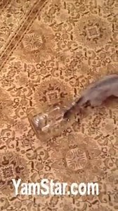 WHAT IN THE WORLD !? >> Yam Star