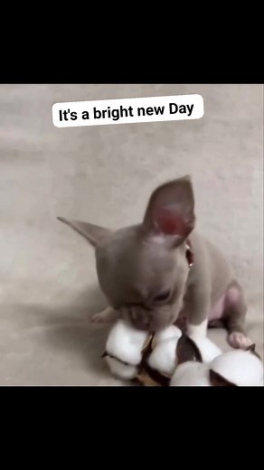 14 reactions | Chihuahua Male ready to bring joy through adoption #pets | Adorable puppies for adoption | Facebook