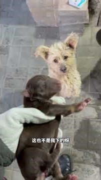 Home Office Surprise! New Kid & Adorable Pup Join the Fun