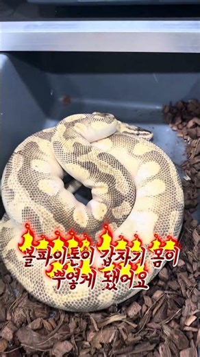 쌰갈! 볼파이톤이 갑자기 몸이 뿌옇게 됐어요! #도마뱀 #파충류 #파충류샵 #볼파이톤 #파충류키우기 #귀여운동물 #뱀 #귀여운동물
