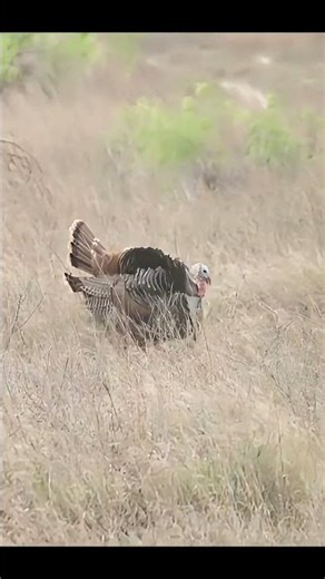 Calling in a Gobbler at First Light #turkeyhunting #gobblerhunting #wildlife #shorts