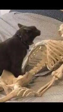 Funny Foreigner Moments: Hilarious Compilation 46