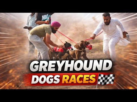Greyhond Racing at its Best 😱🏁