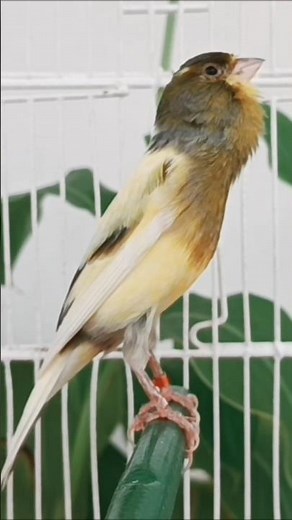 chant canaries singing canaris 563تغريد الكناري #birds #canary #birdsong #طيور #متابعه #birdsounds