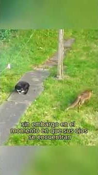 A battle of wits between a fox and a cat#animals #wildlife #Friendship #Us #cat