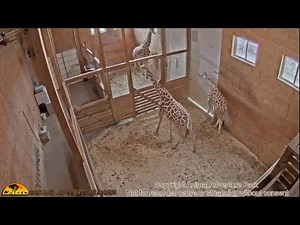 Giraffe Cam - Animal Adventure Park