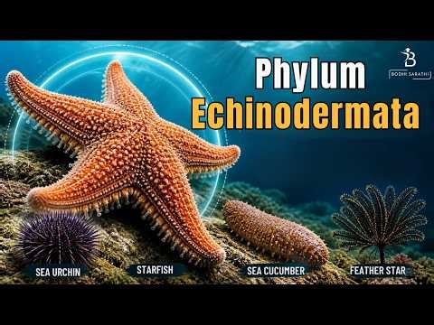 Phylum Echinodermata Part-2