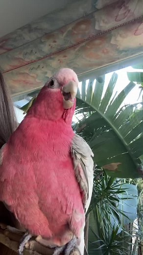 Stunning Pink and Grey Cockatoo in Tropical Setting