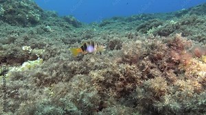 Marine life - Painted comber fish swimming in shallow sea water