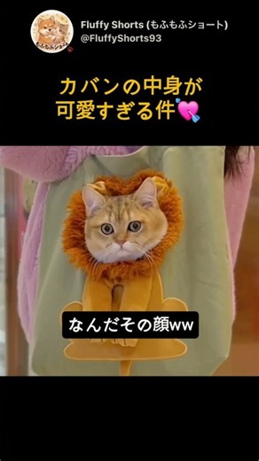 【お持ち帰り希望】カバンにすっぽり収まる猫たちが可愛すぎた🛍️​#shorts #お持ち帰り #カバン猫 #ひょっこり #猫のいる暮らし