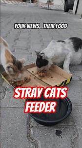 365 FEEDING STRAY CATS