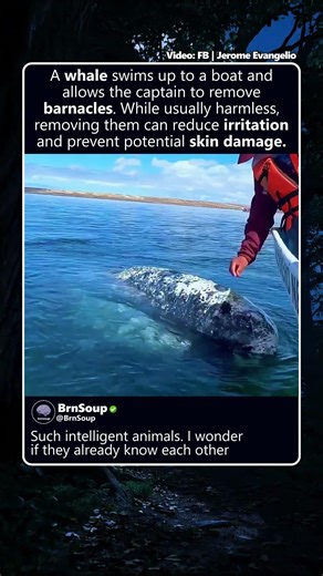 Removing whale barnacles