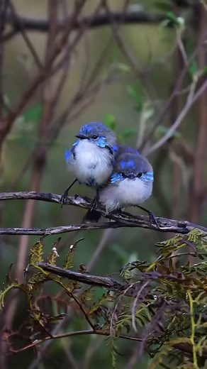 Time for Australian Geographic Through Your Lens! 📸 These two adorable fairy wrens were captured side-by-side in a beautiful moment - preening each other with their vibrant blue feathers on display. 🐦‍⬛💙 📹: @blakeriley_photography #ThroughYourLens #splendidfairywren #Ausgeo #AustraliaWildlife | Australian Geographic