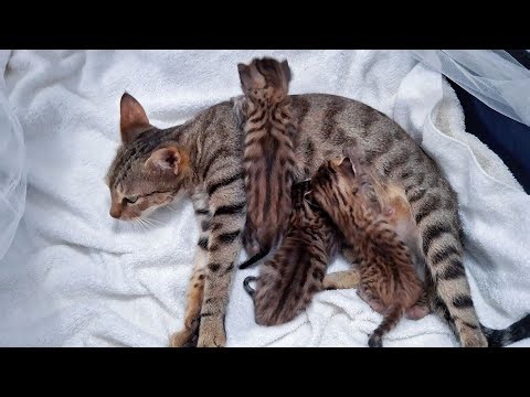 Live Cuddle Session: Lulu and Her Trio of Tiny Cubs