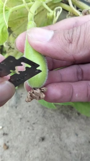 Guard grafting techniques for gardening: step-by-step guide